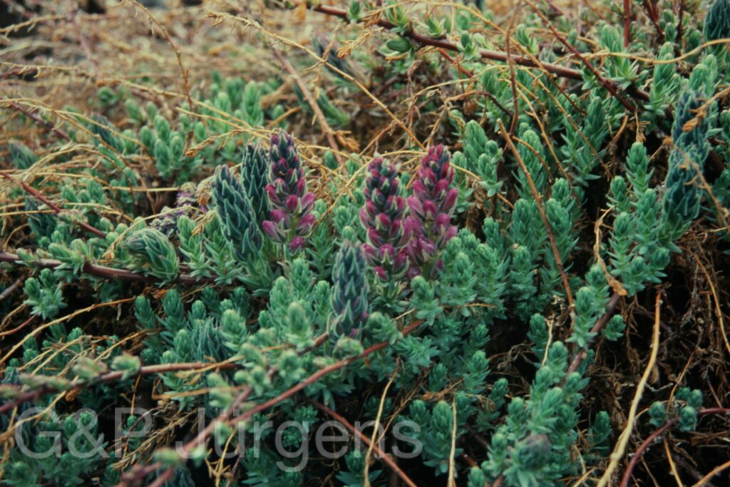Sikkim2004 285 P498