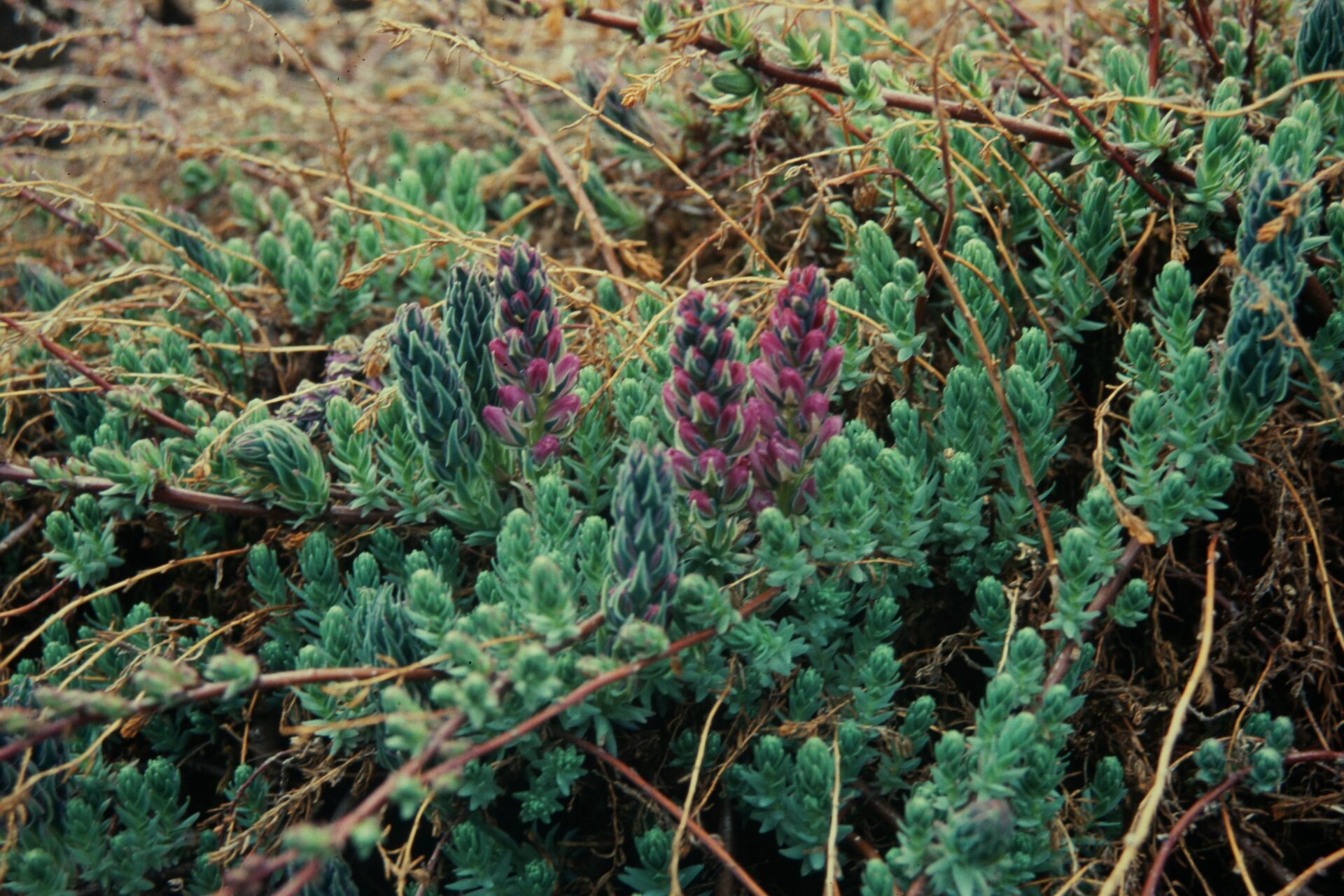 Myricaria rosea — Tamaricaceae