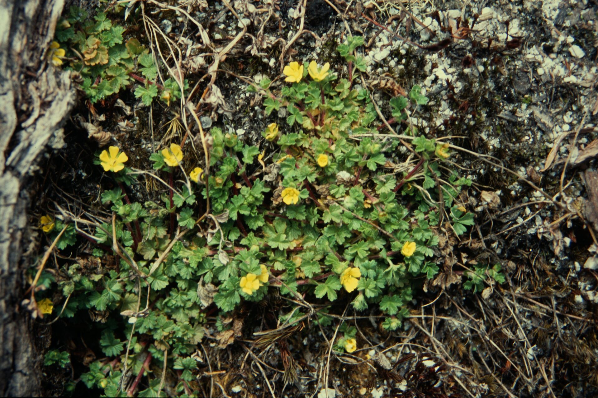 Potentilla monanthes var. sipthorpioides — Rosaceae