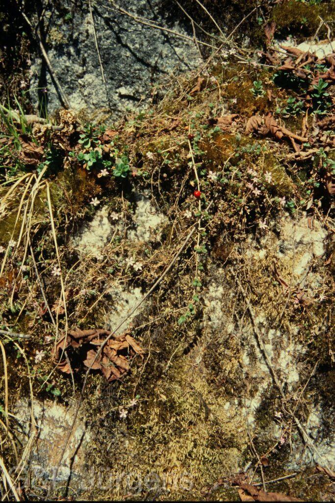 Sikkim2004 301 G524