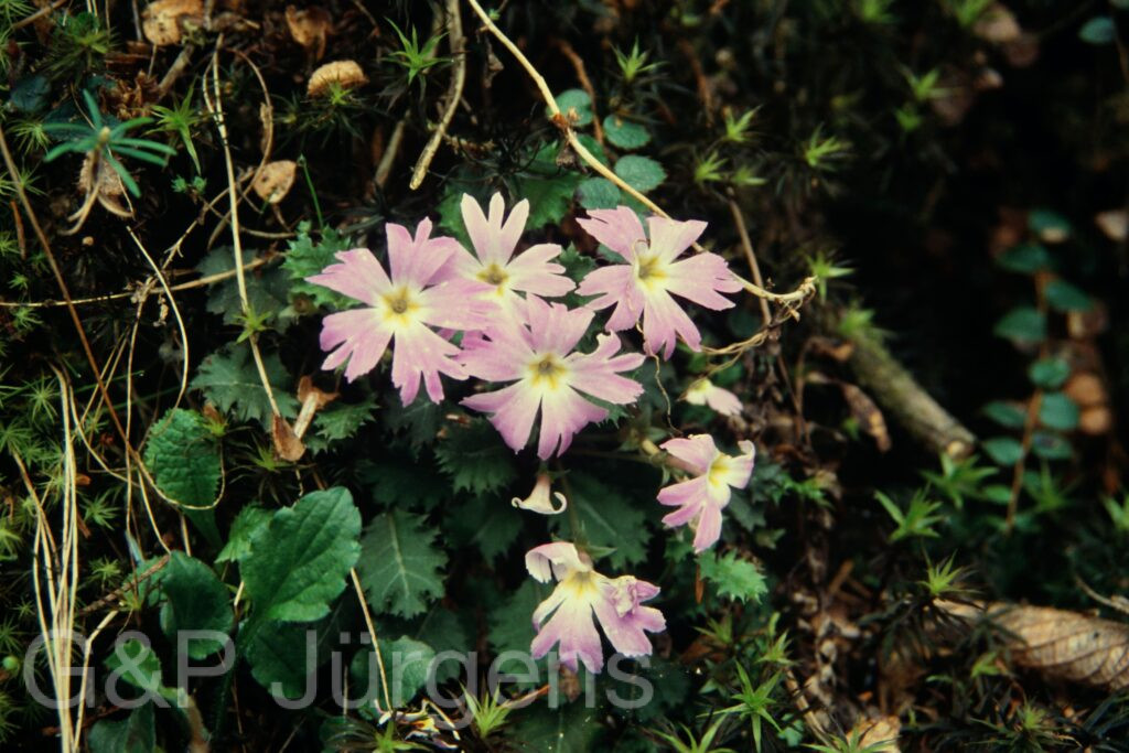 Sikkim2004 313 G563