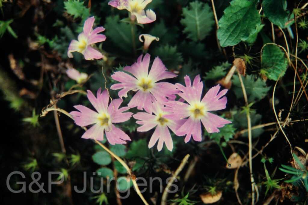 Sikkim2004 314 G564