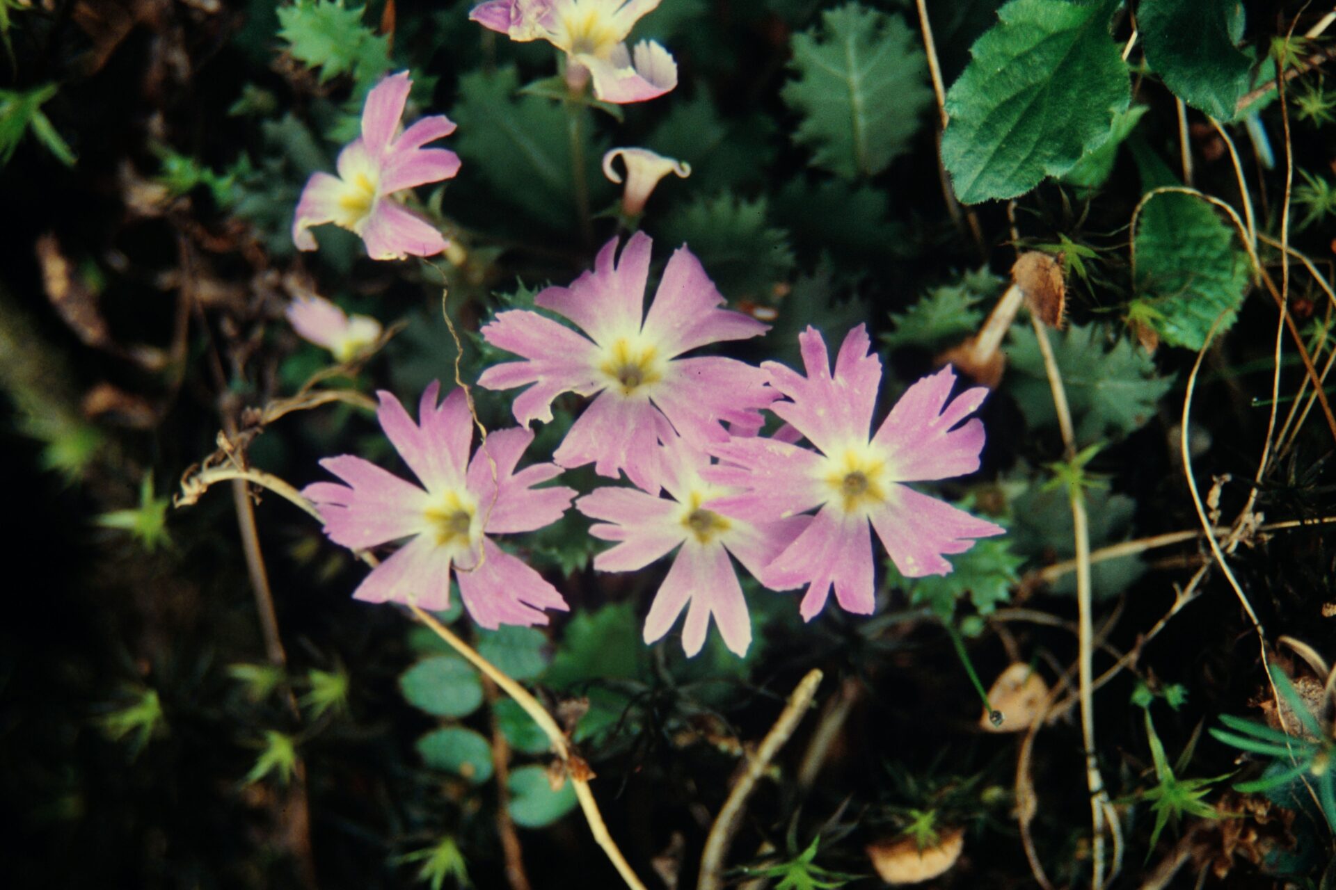Primula scapigera — Primulaceae