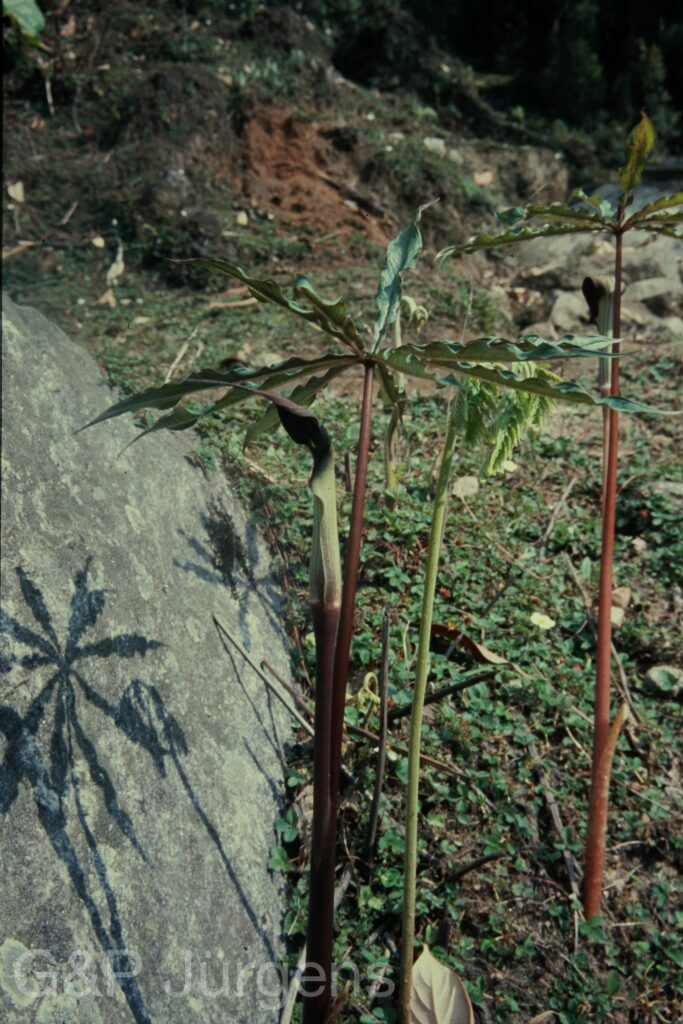 Sikkim2004 326 P587