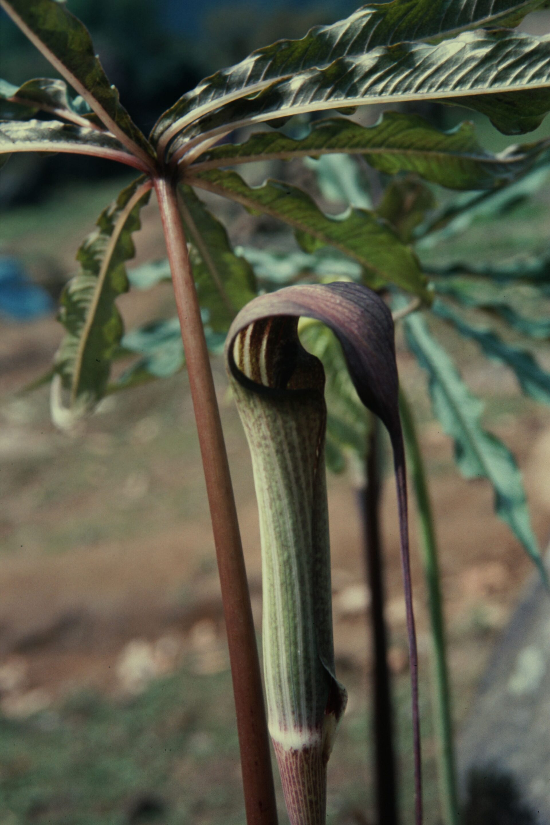 Arisaema echinatum — Araceae