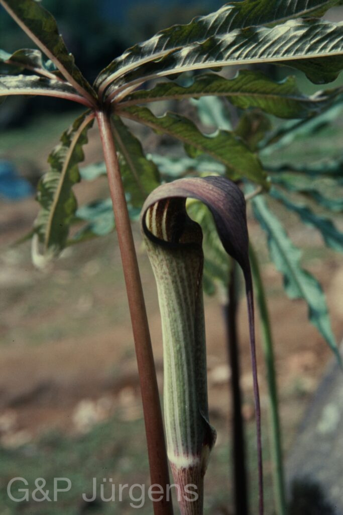 Sikkim2004 327 P588