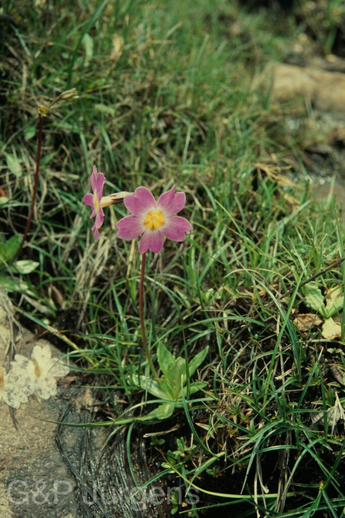 Sikkim2004 388 P666