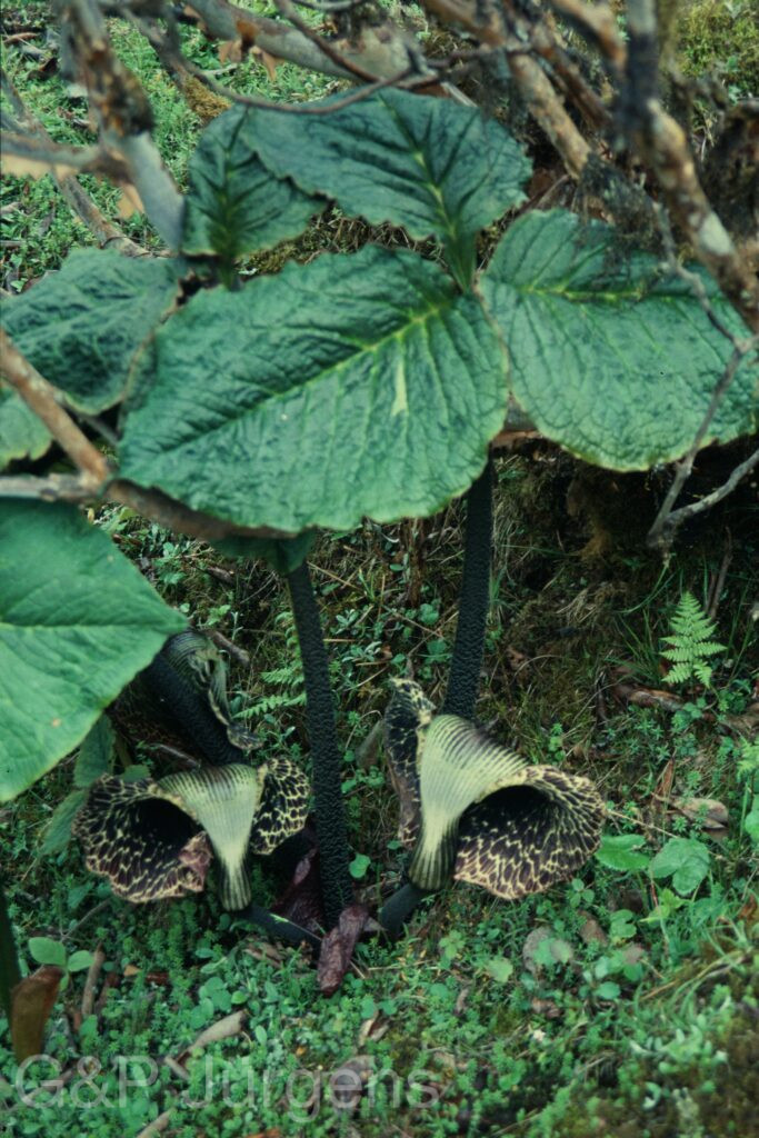 Sikkim2004 399 P681