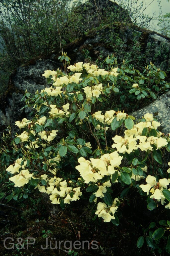 Sikkim2004 403 G687