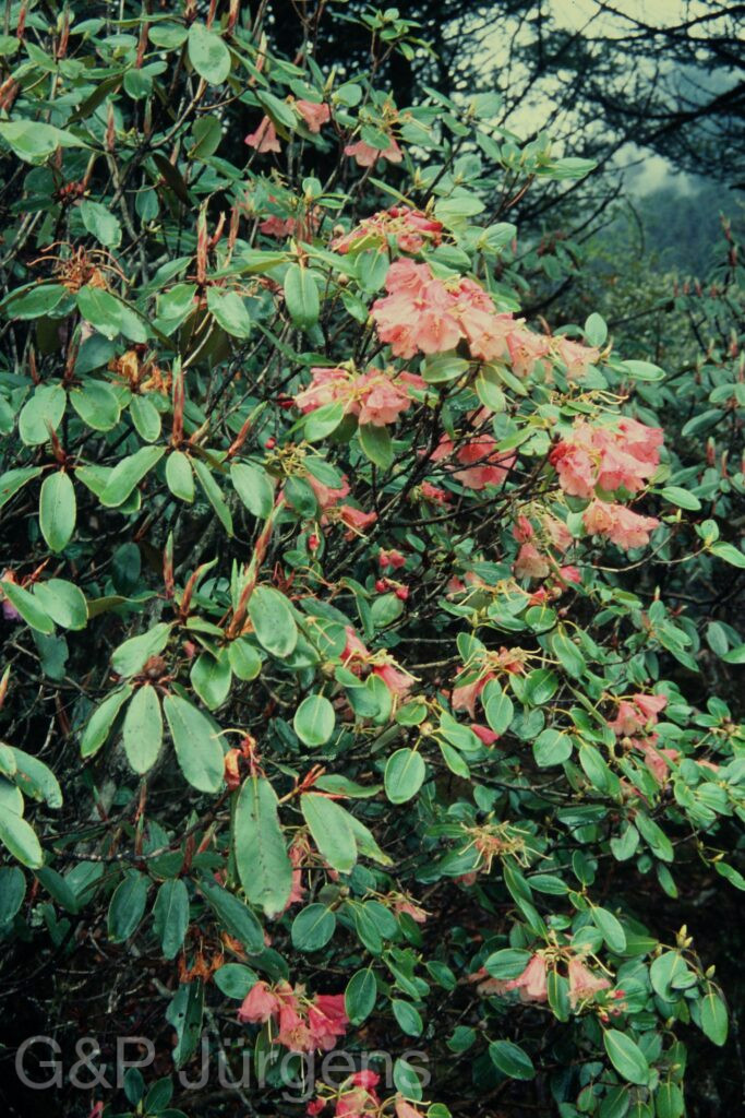 Sikkim2004 404 P689