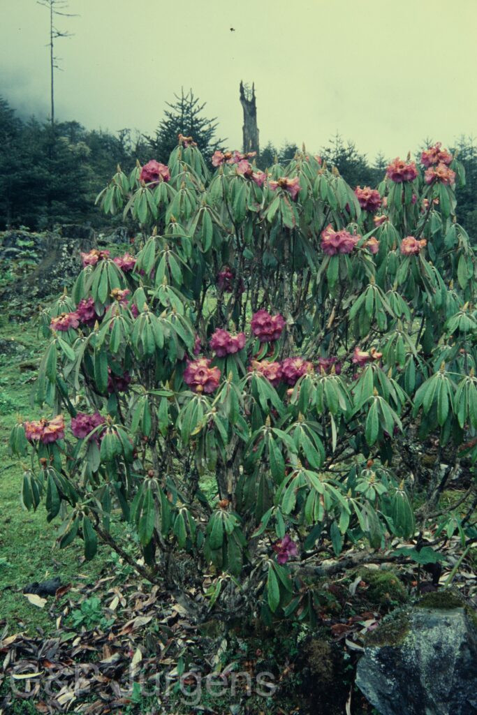 Sikkim2004 407 P697