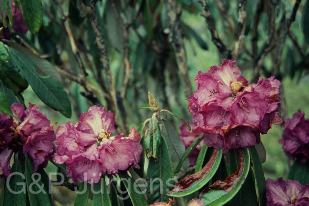 Sikkim2004 409 P699