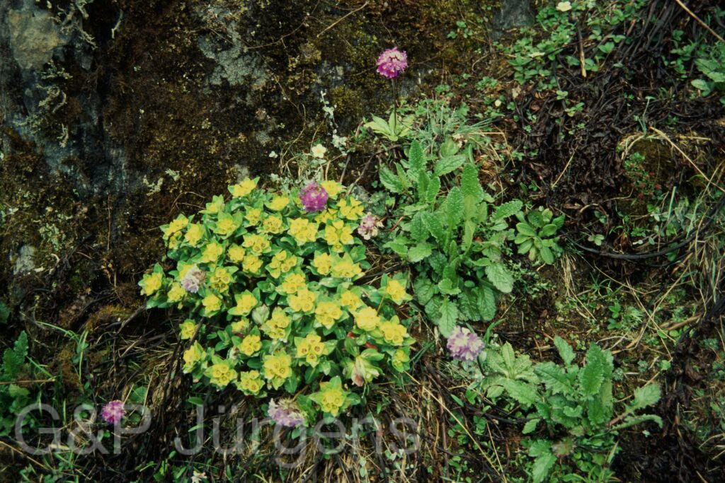 Sikkim2004 412 P707