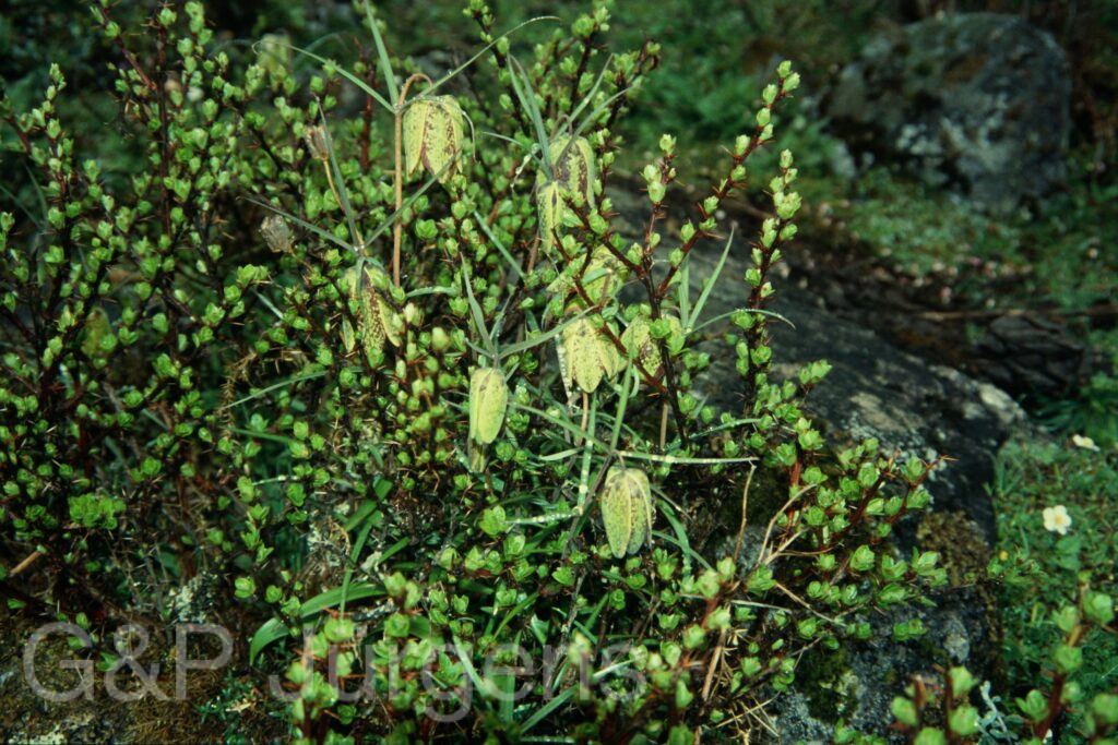Sikkim2004 414 G713