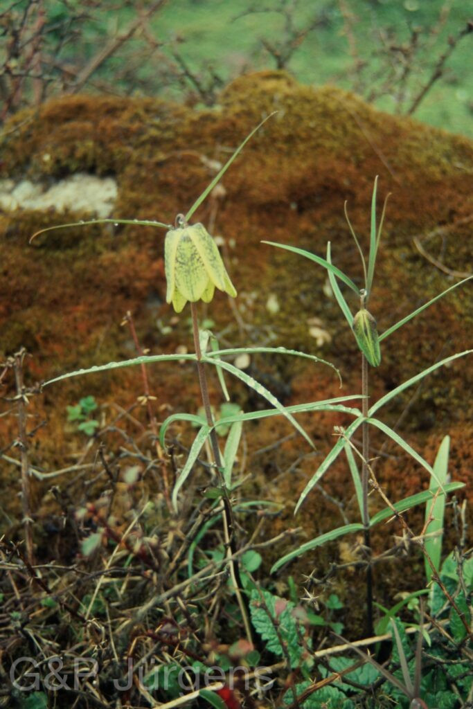 Sikkim2004 415 P712