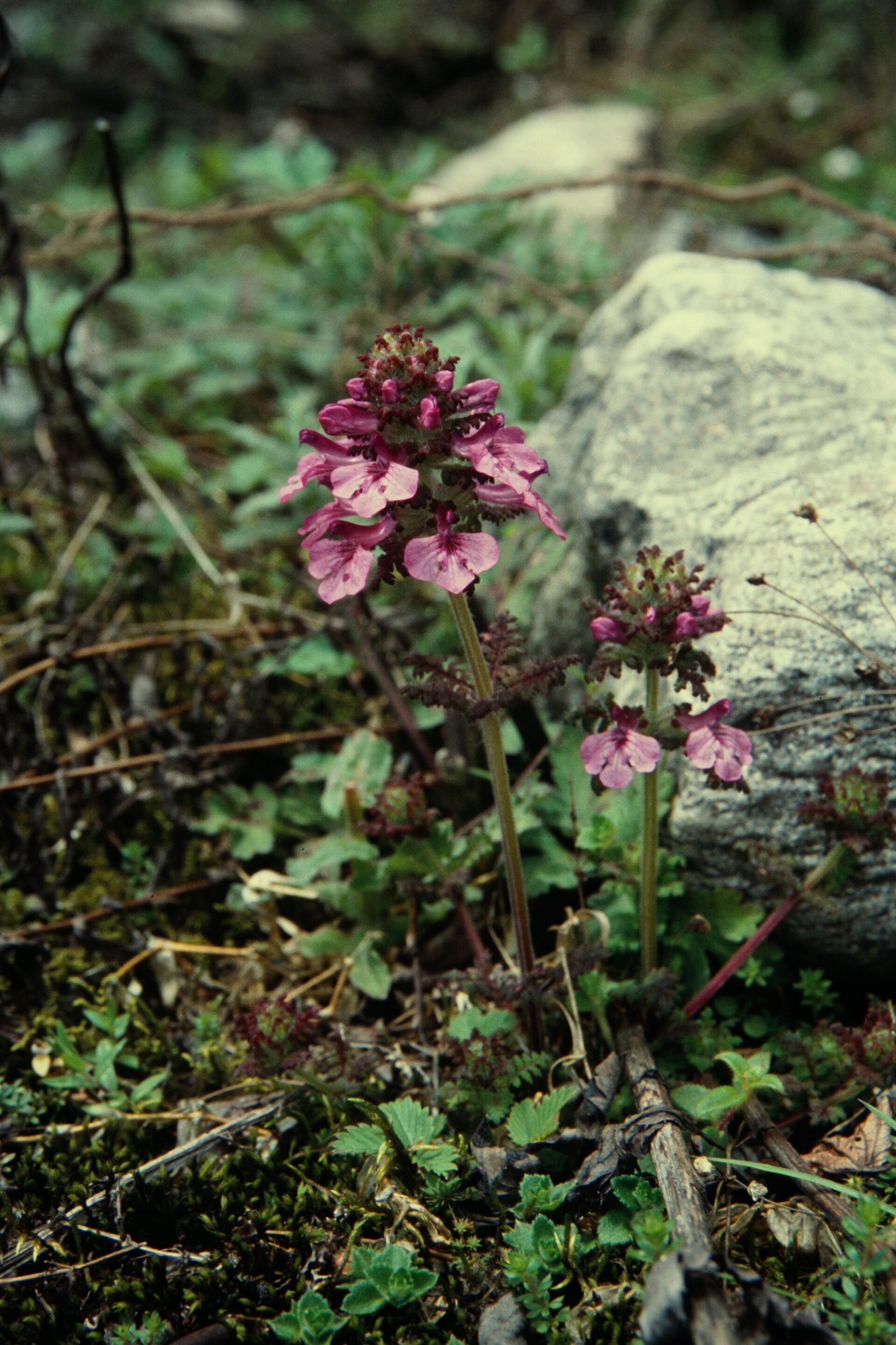Pedicularis roylei var. speciosa — Orobanchaceae