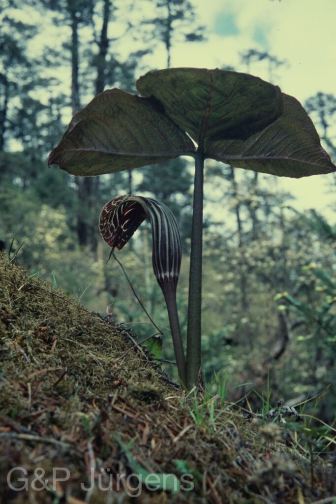 Sikkim2004 430 P746