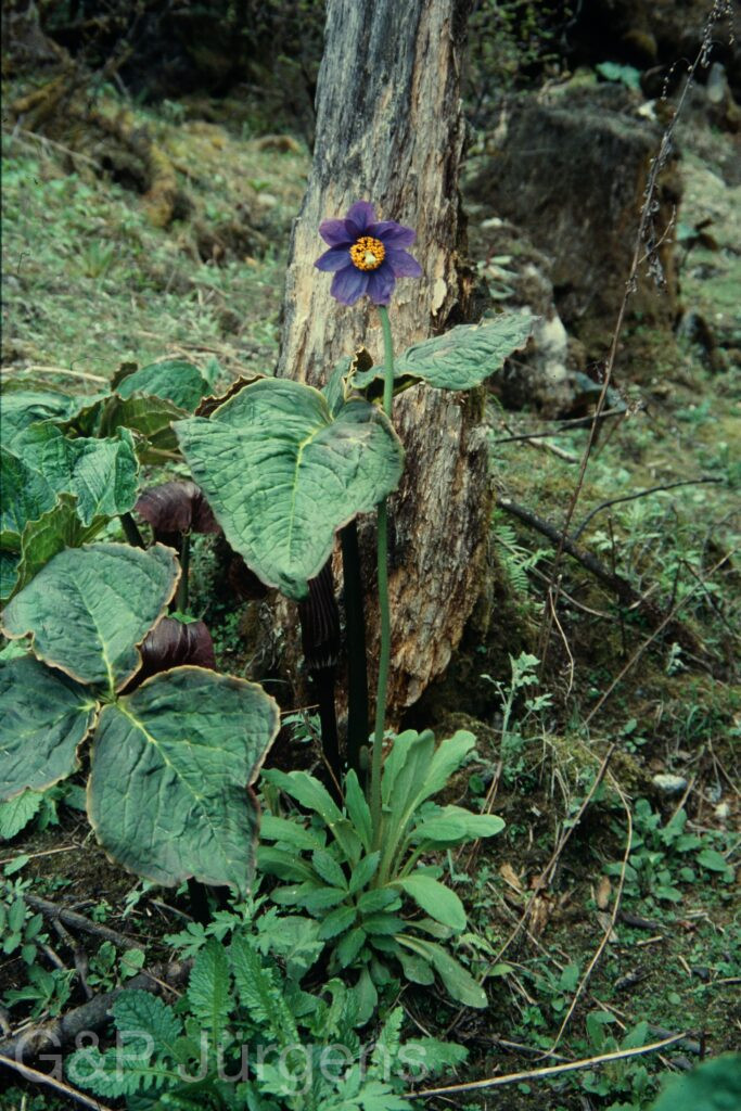Sikkim2004 432 G754