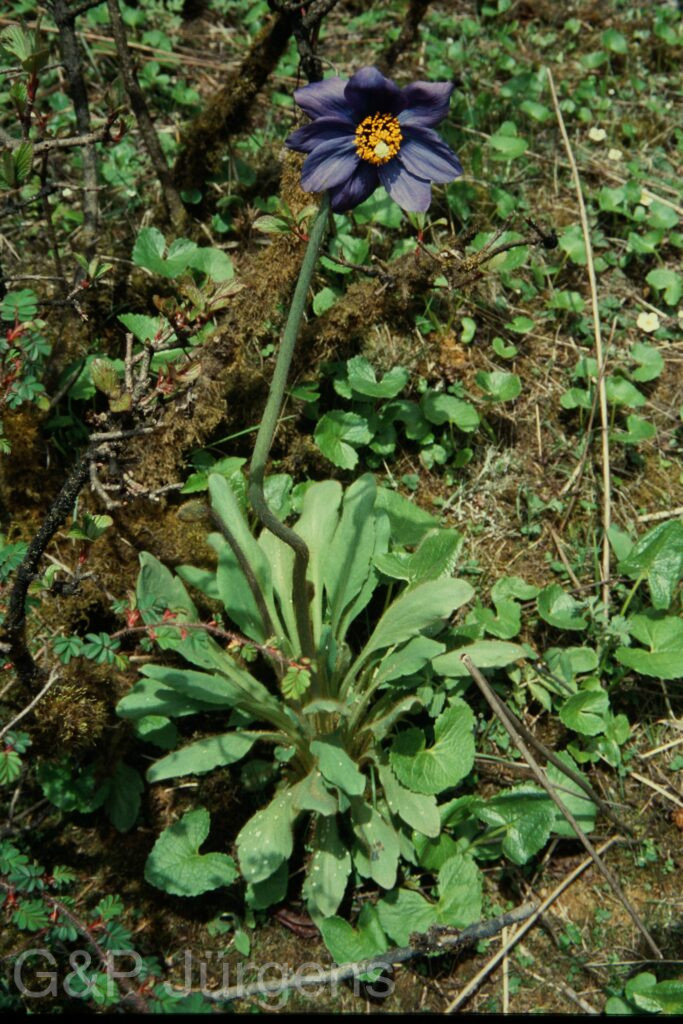 Sikkim2004 433 G755