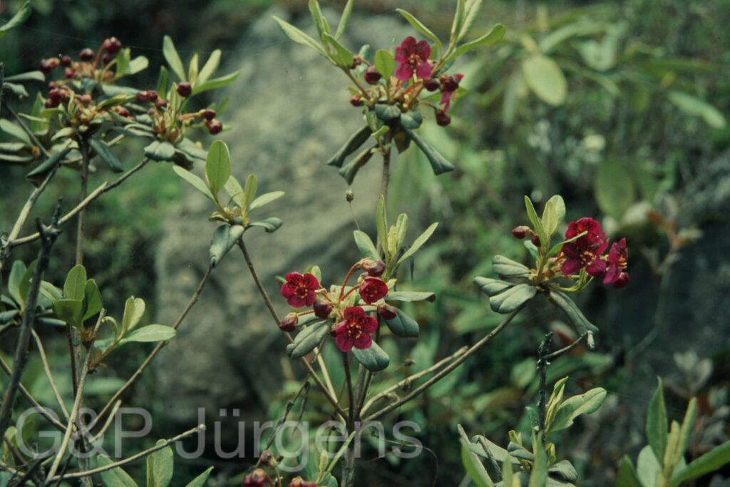 Sikkim2004 435 P758