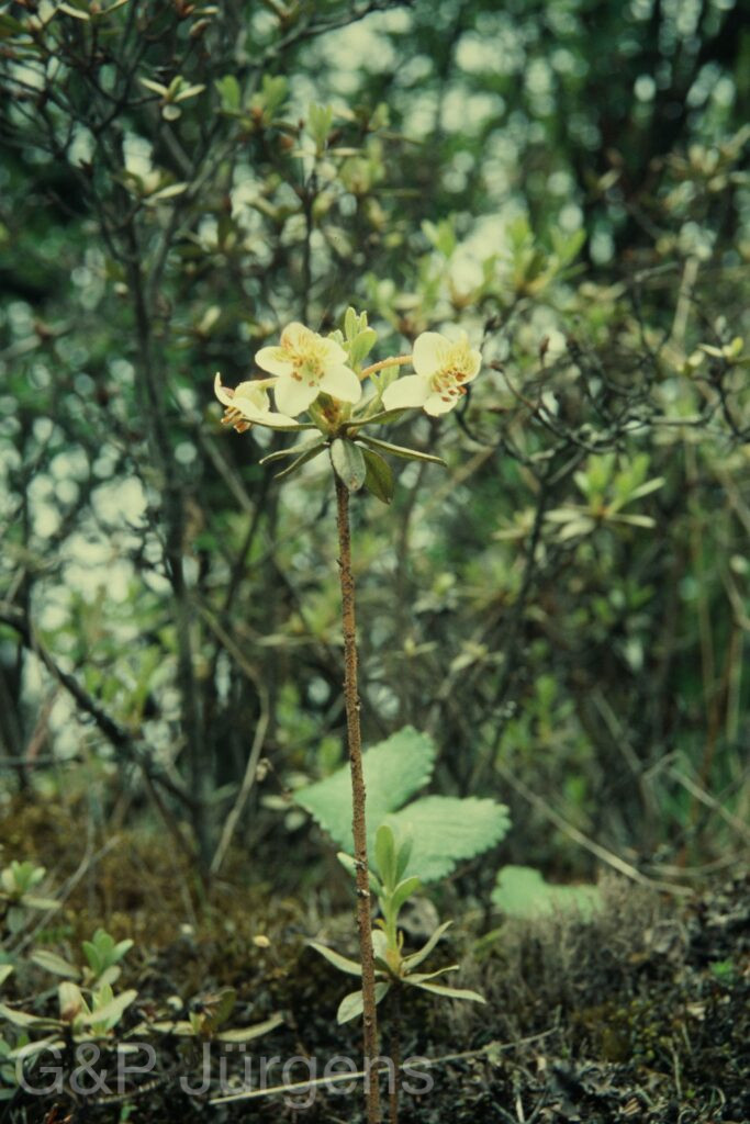 Sikkim2004 436 P760