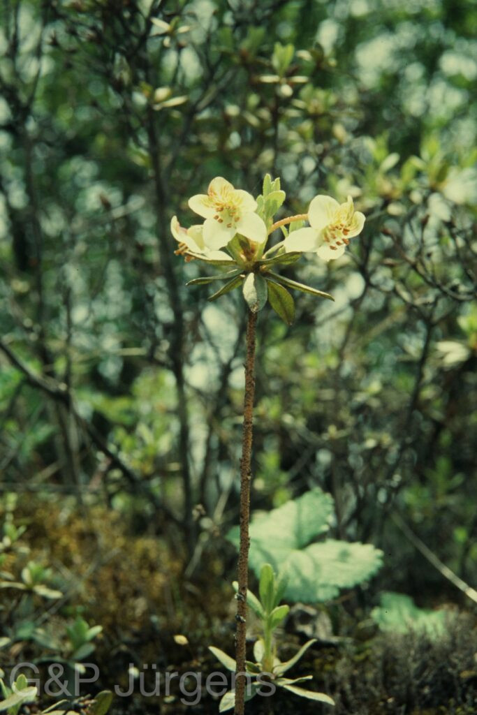 Sikkim2004 437 P761