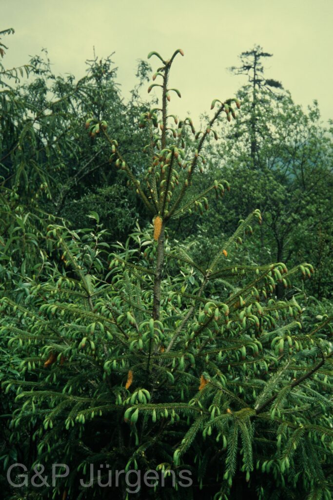 Sikkim2004 440 P767