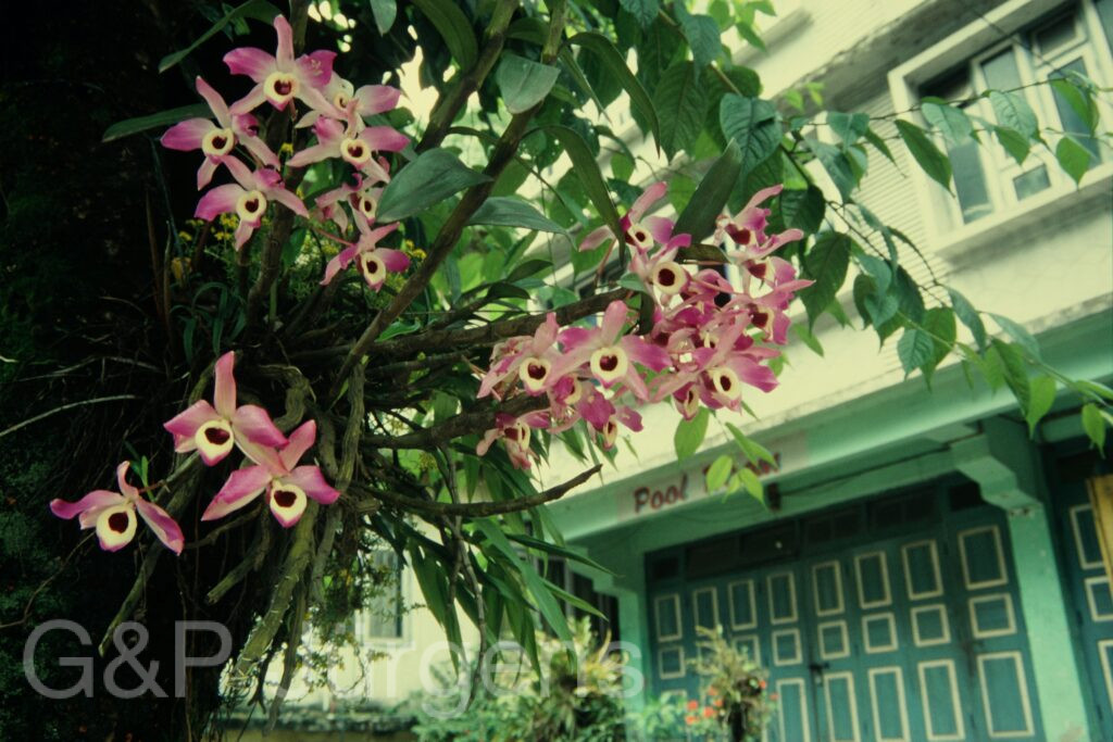 Sikkim2004 441 G769