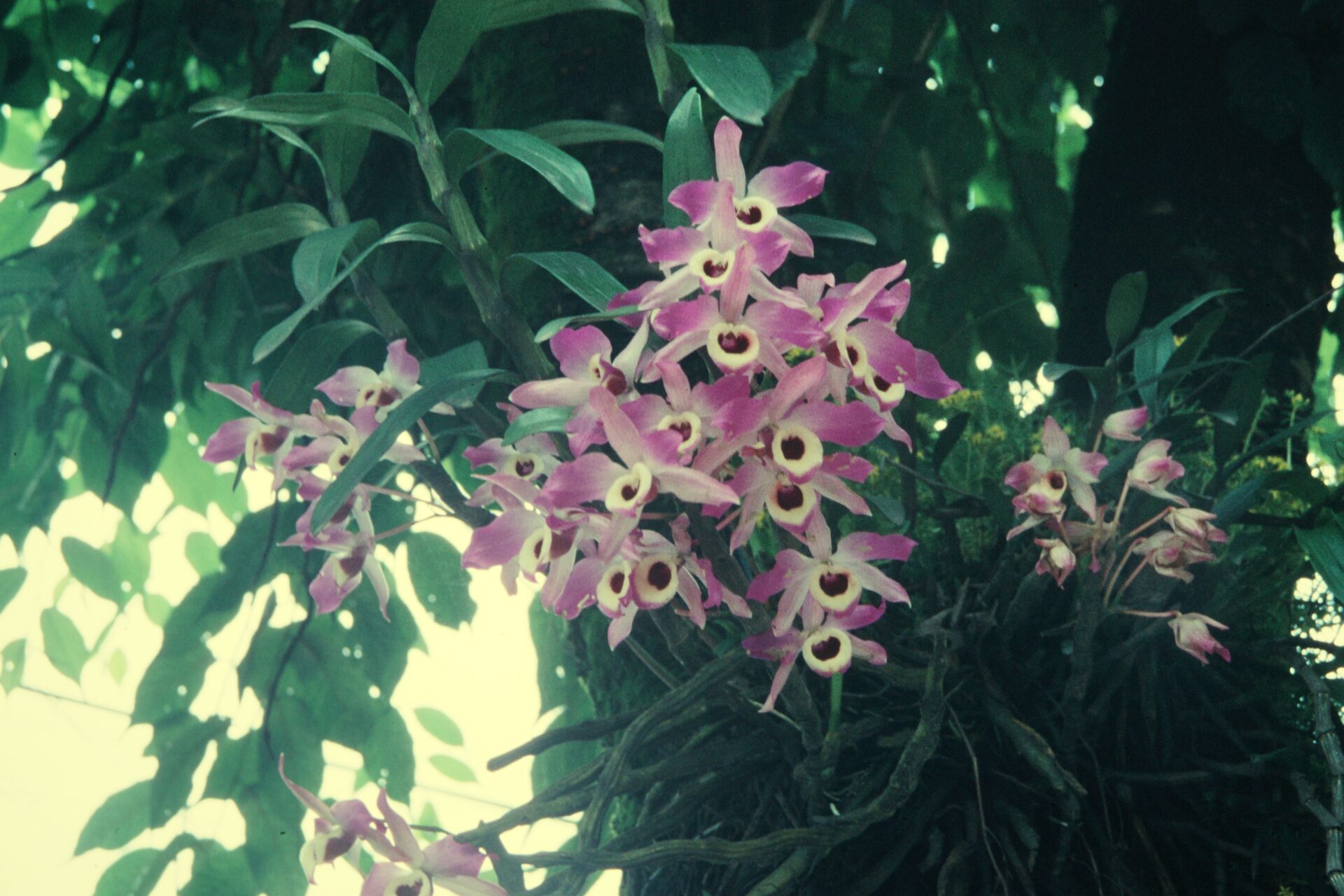 Dendrobium nobile — Orchideaceae