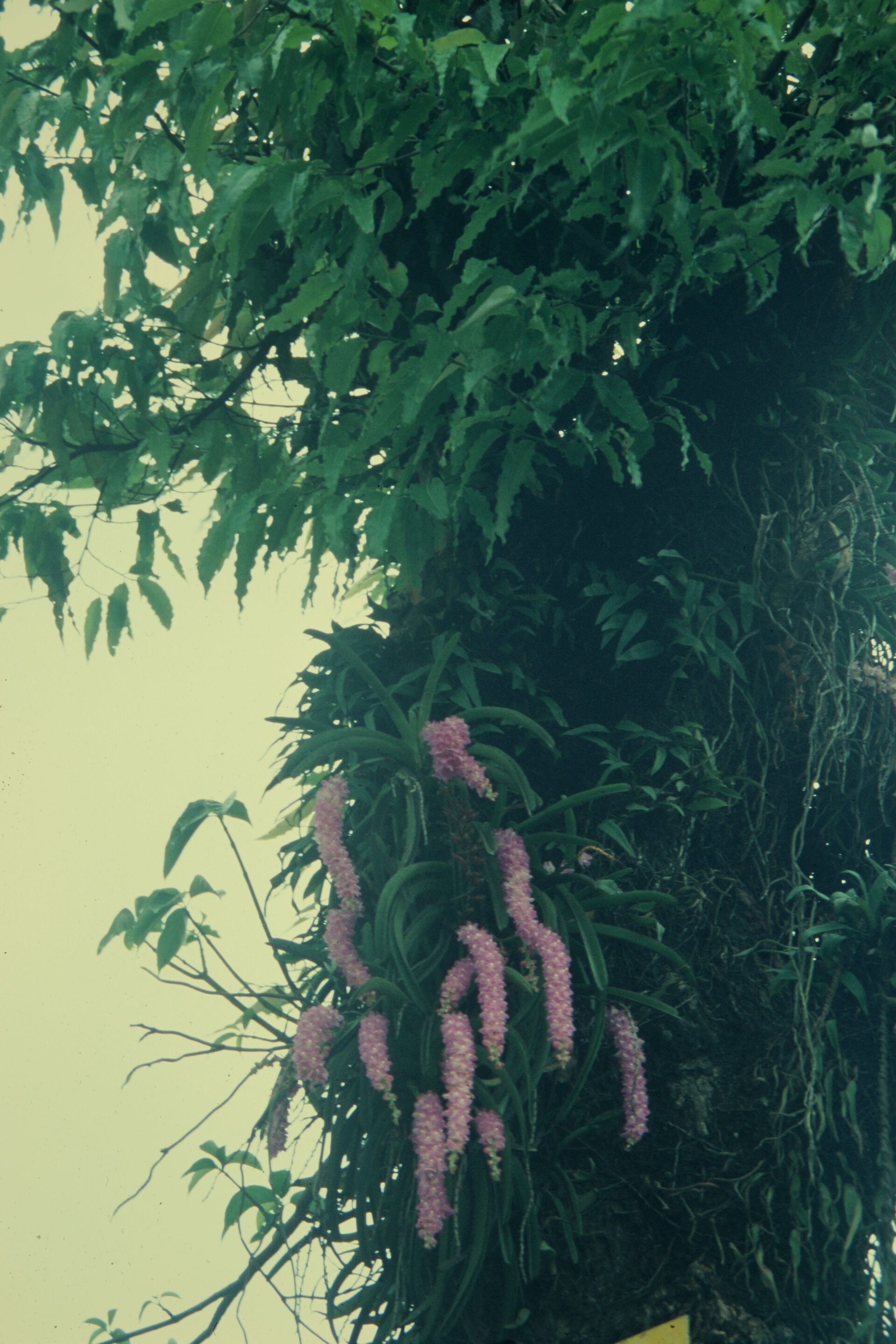 Aerides multiflora — Orchideaceae