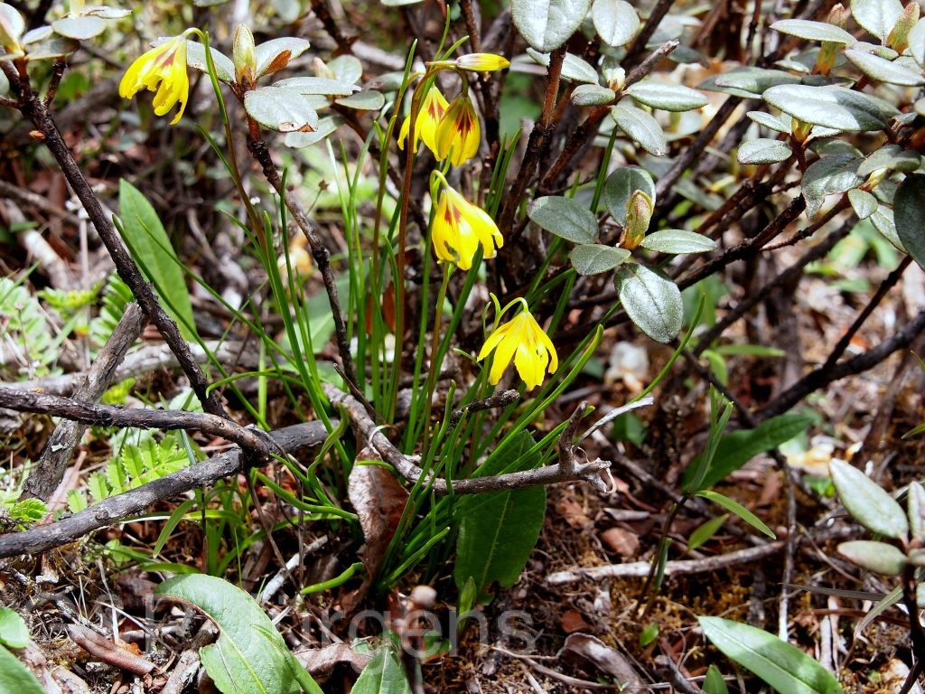 Sikkim2011 100