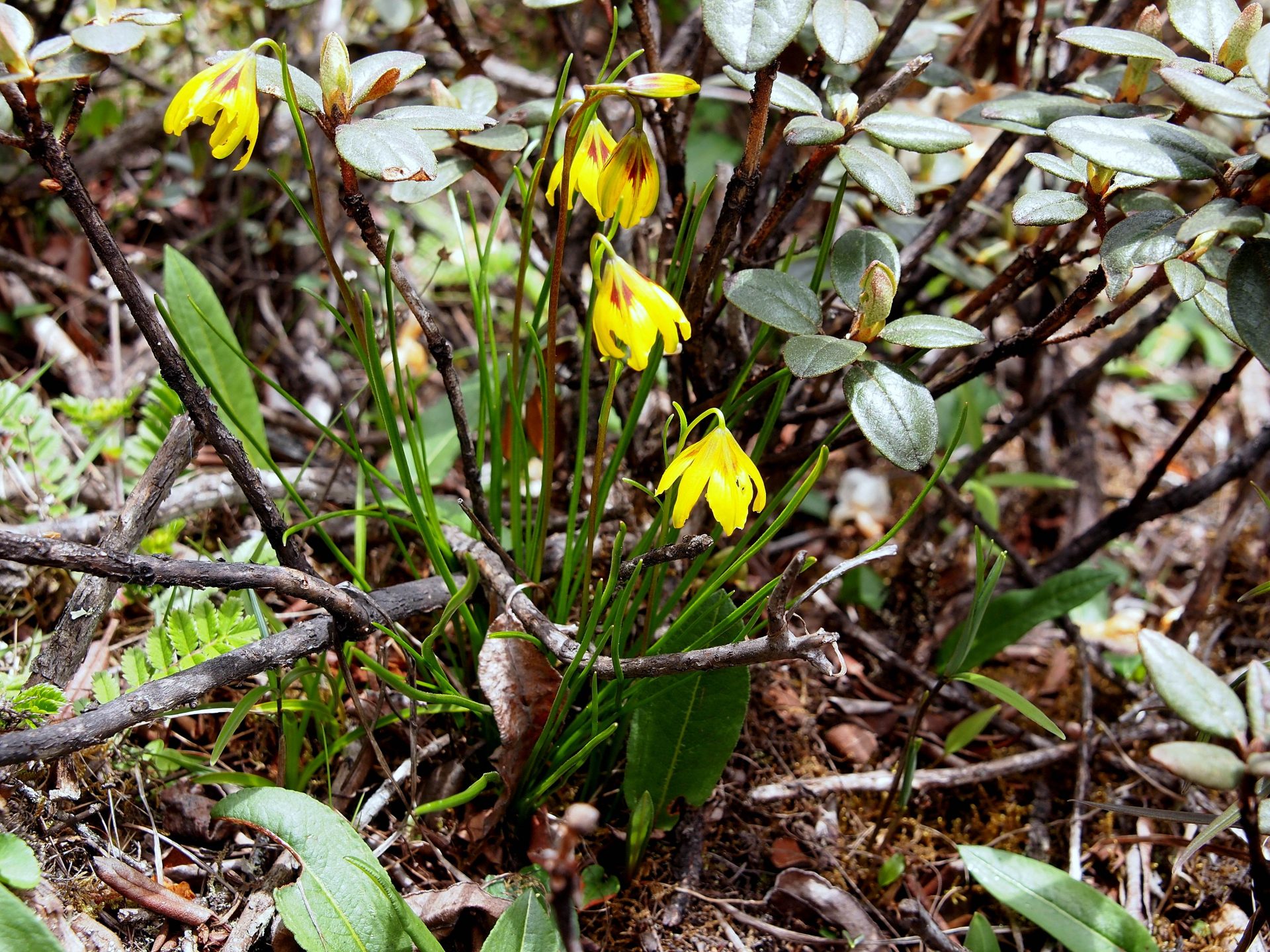 Gagea flavonutans — Liliaceae