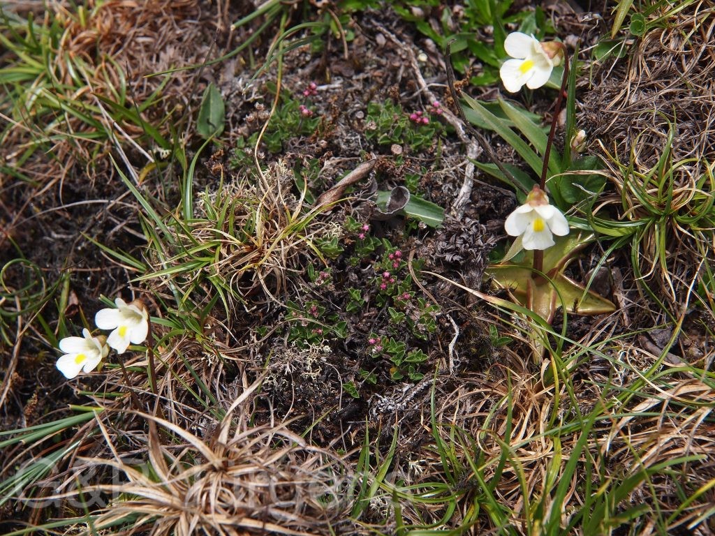 Sikkim2011 109