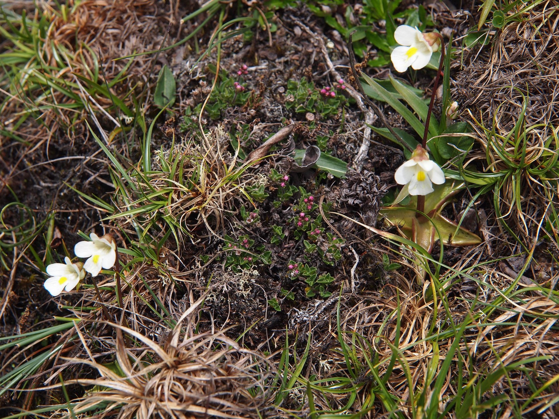 Pinguicula alpina — Lentibulariaceae