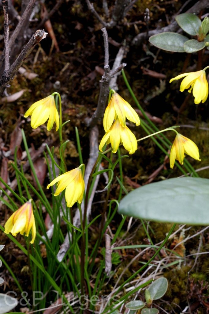 Sikkim2011 120