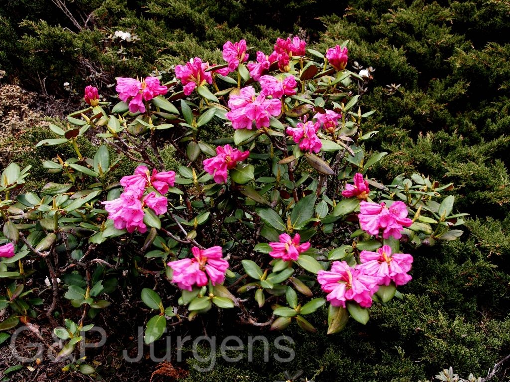 Sikkim2011 125