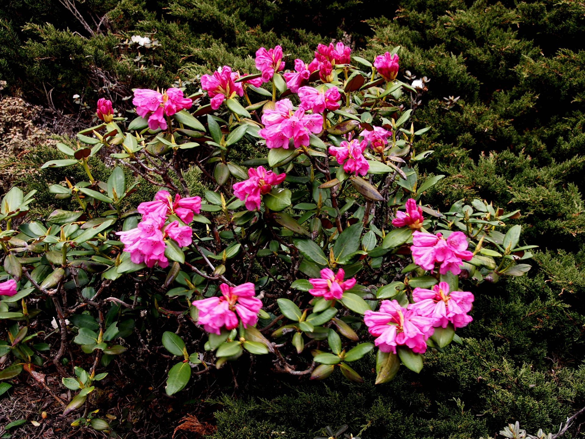 Rhododendron aeruginosum — Ericaceae