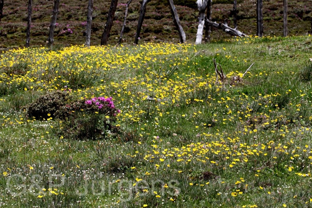 Sikkim2011 129