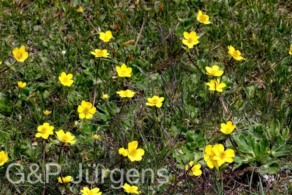 Sikkim2011 131