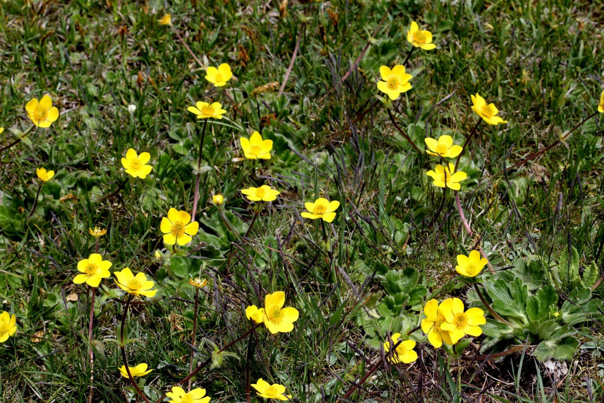 Anemonastrum trullifolium — Ranunculaceae