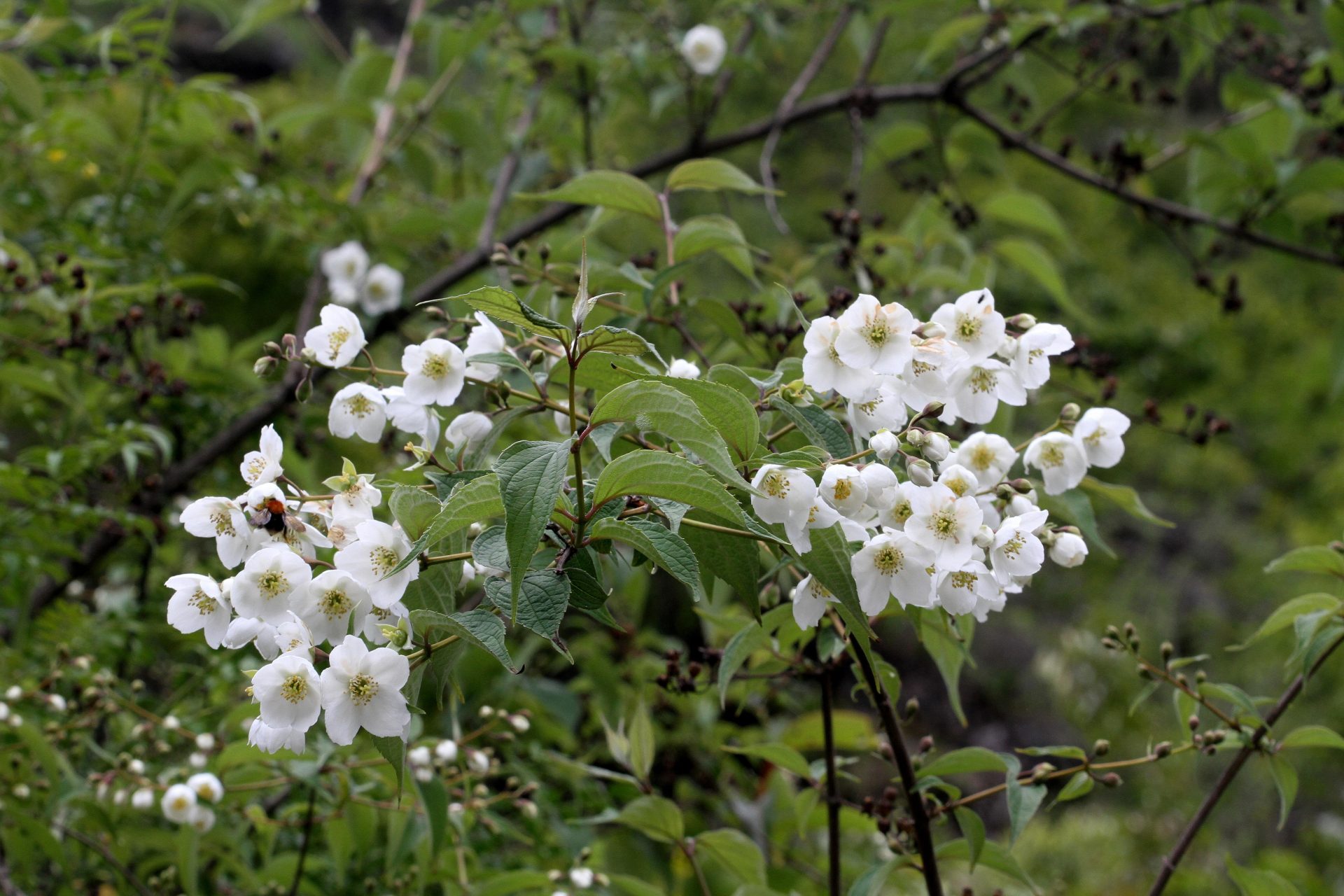 Philadelphus tomentosus — Hydrangeaceae