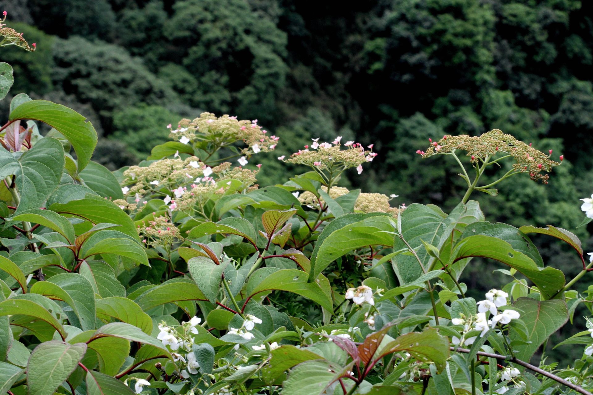 Hydrangea heteromalla — Hydrangeaceae