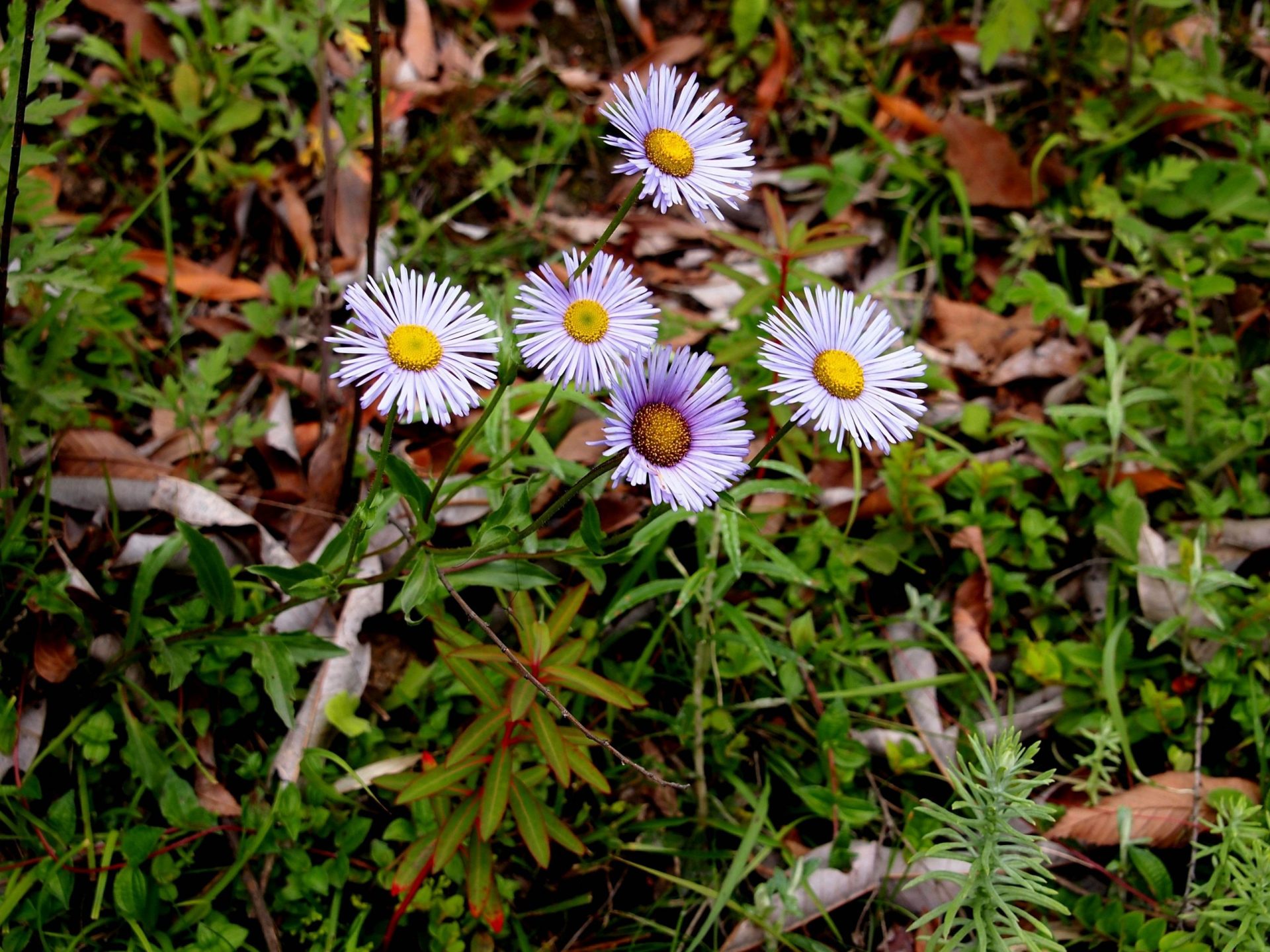 Aster tricephalus — Asteraceae