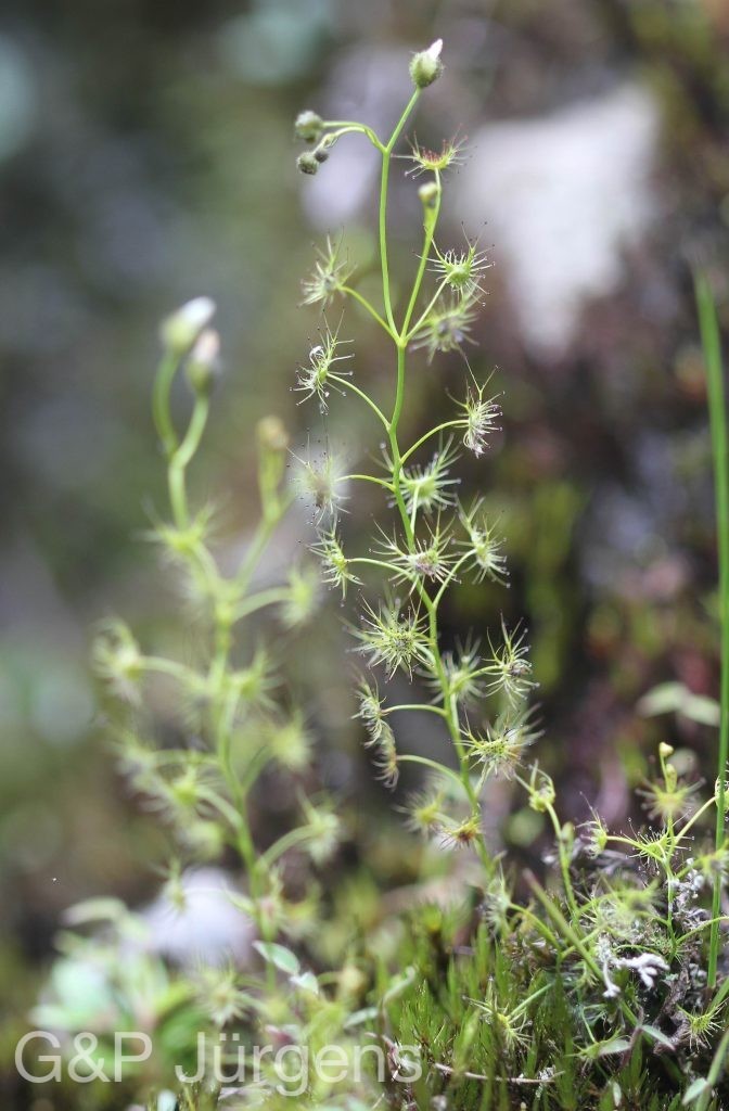 Sikkim2011 185