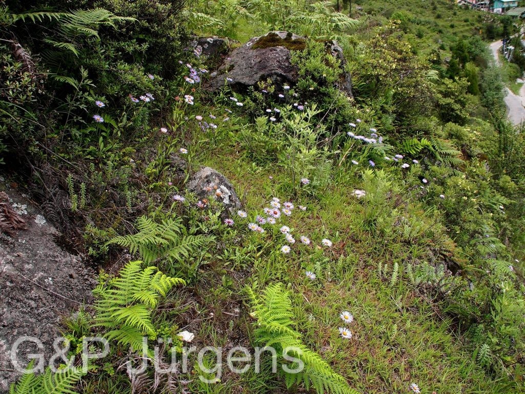 Sikkim2011 188