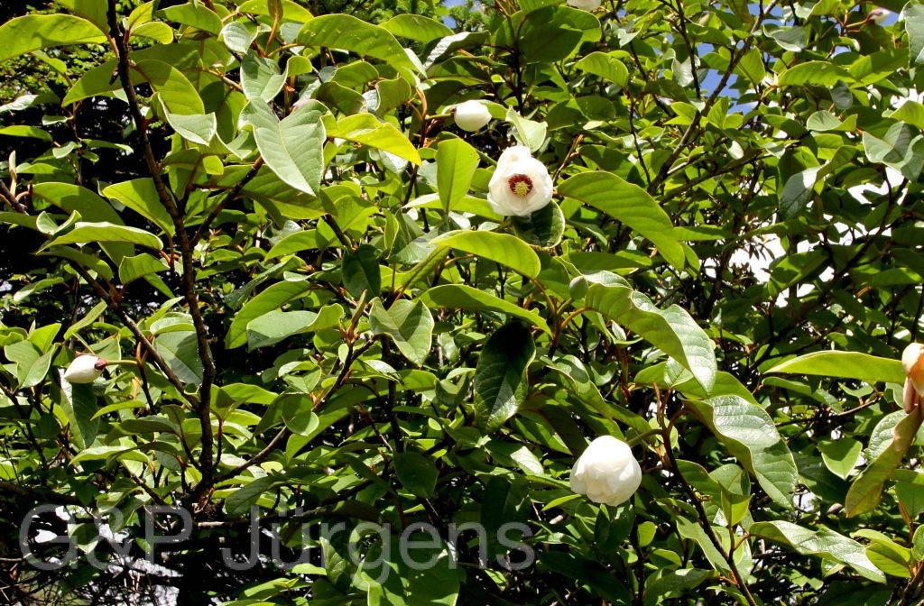 Sikkim2011 191