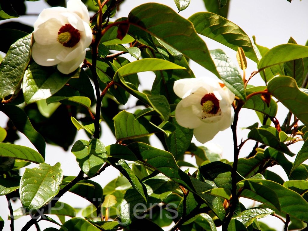 Sikkim2011 193