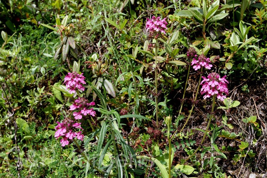 Sikkim2011 197