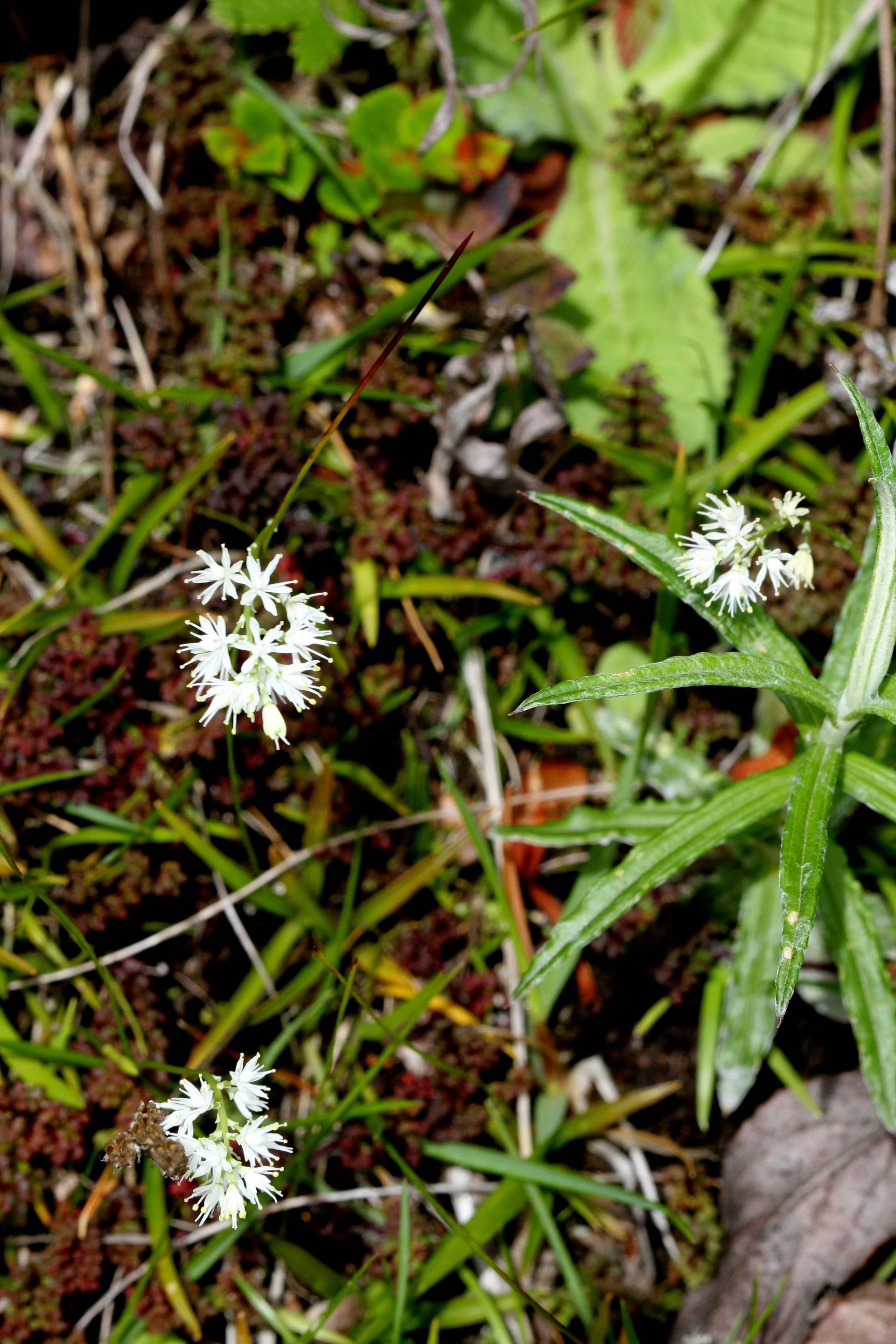 Juncus concinnus — Juncaceae