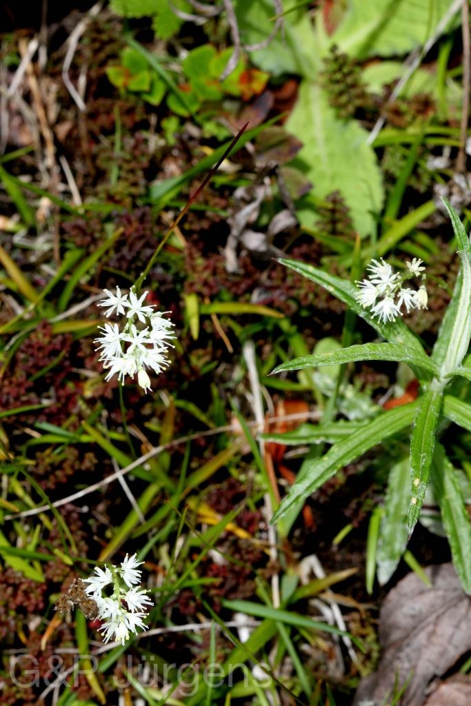 Sikkim2011 200